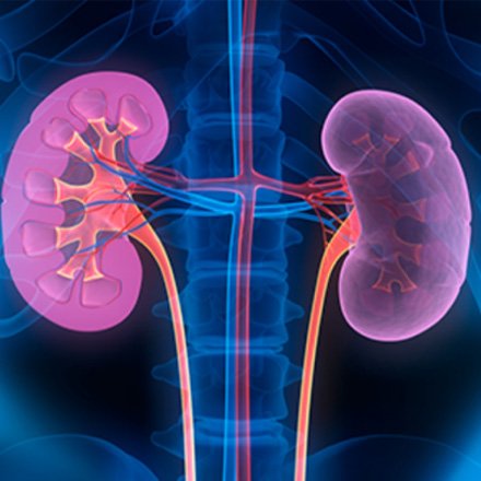Nephrology Kidney Care Services