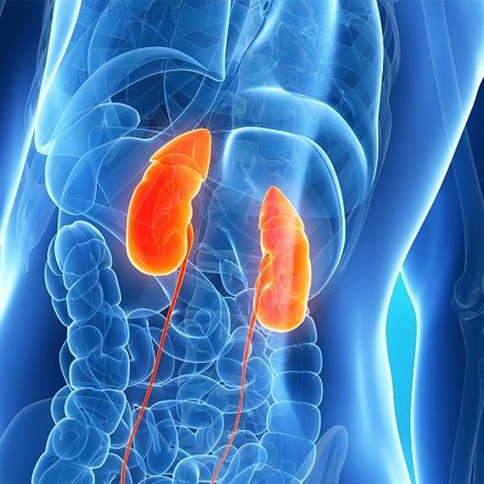 Pre Dialysis Kidney Care